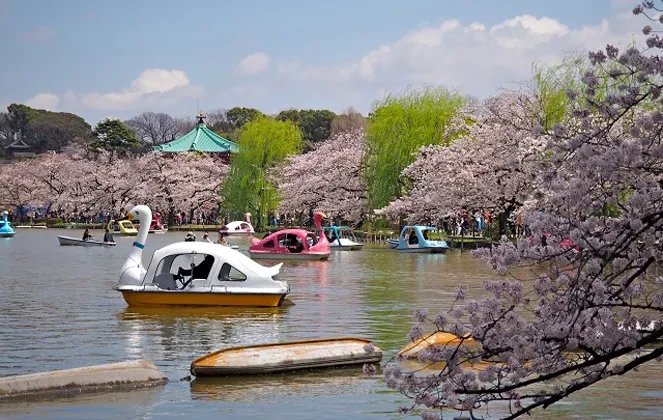 画像：上野恩賜公園
