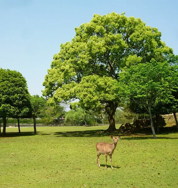 写真：奈良公園