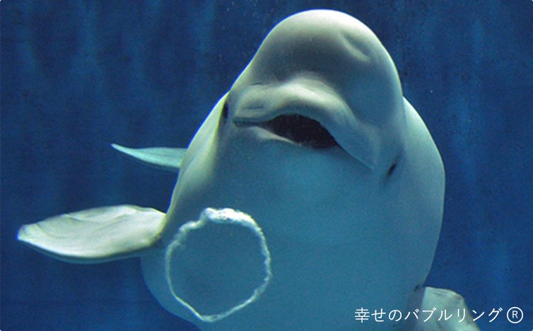 写真：イルカと幸せのバブルリング