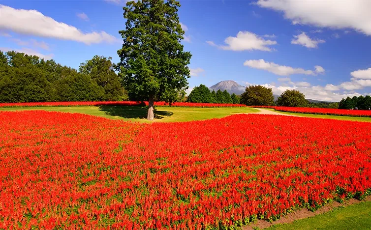 画像：とっとり花回廊
