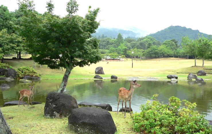 画像：奈良公園