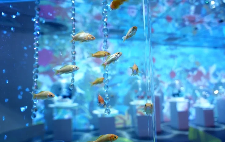 画像：奈良金魚ミュージアム NARA KINGYO MUSEUM
